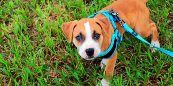 Best harness for outlet pitbull puppy